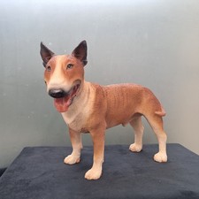 Veronese English Bull terrier