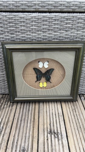 Vintage taxidermy butterfly - vintage,