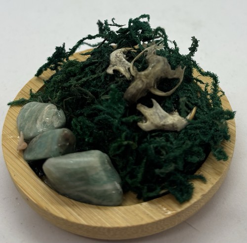 Mouse skull and - moss, terrarium