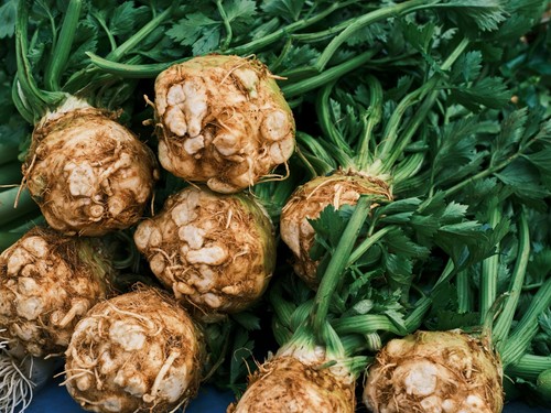Celeriac plug plants grow - plants, "grow