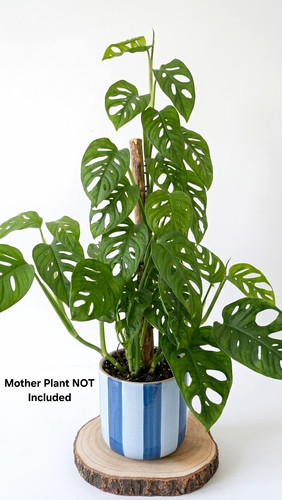 Swiss cheese vine - vine, monstera