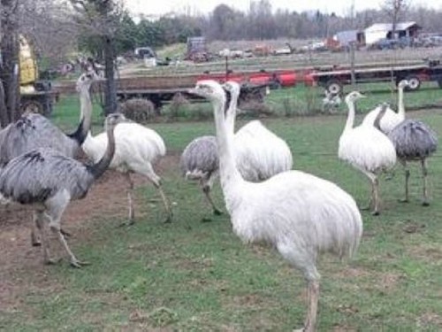 Two fresh rhea -  fresh,