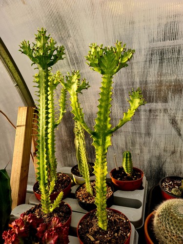 Euphorbia trigona variegated - trigona,