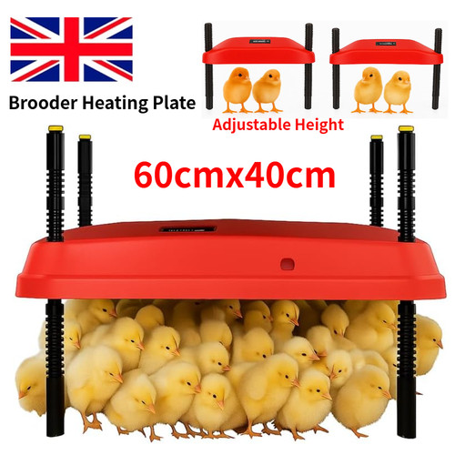 Nisorpa 60x40cm chick - nisorpa,