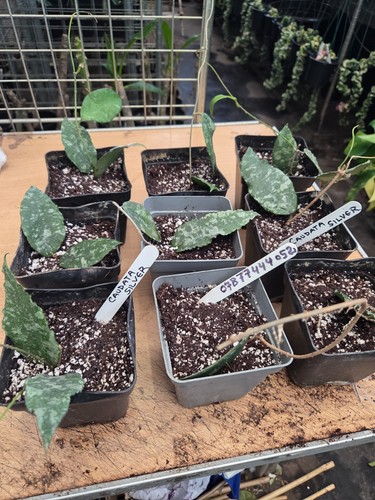 Hoya caudata silver - caudata, 1-2