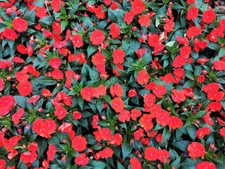 BUSY LIZZY IMPATIENS SUN & SHADE SCARLET GL 500 SEEDS