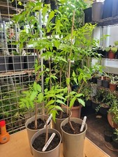 NEEM-MARGOS,AZADIRACHTA INDICA,KADDVI LIMMDI LARGE PLANT  70-80CM IN 3 LTR POT