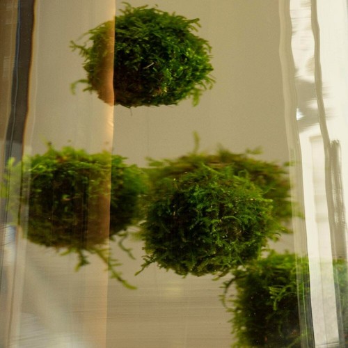 Floating ball with java moss - floating,