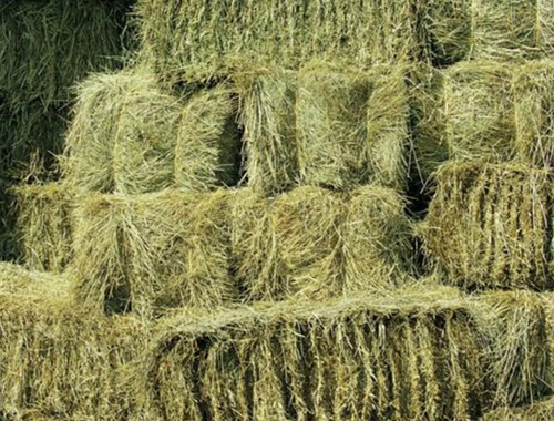Horse hay bale - horse,