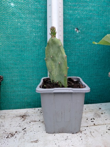 Prickly pear cactus rooted - pear,