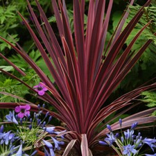 T&M Cordyline Torbay Red