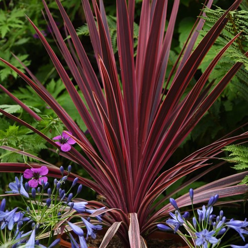 Cordyline torbay red - t&m,