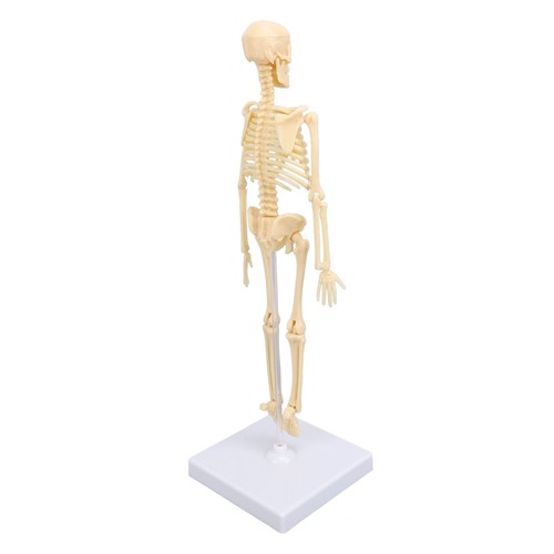 Human skeleton model - ⁺human,