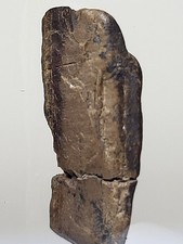 Superb T-Rex Tooth ~0.74" With