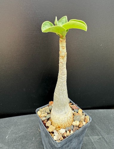 Adenium arabicum desert - adenium,