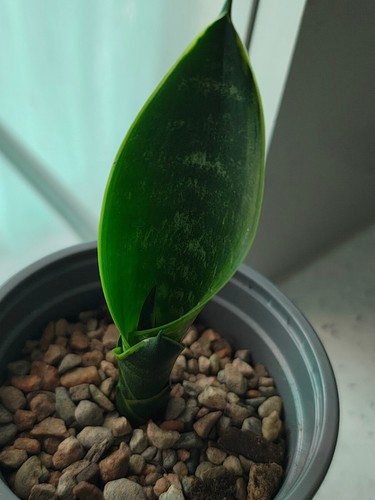 Sansevieria black moon - sansevieria, moon'