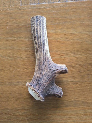 Deer antler chunk - chunk,, chew