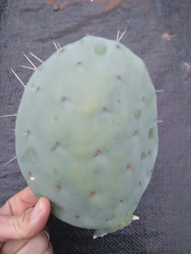 Giant opuntia - giant, all