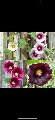Beautiful mixed hollyhock - beautiful,