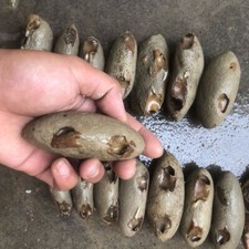 2.4" Jurassic crab fossils awaiting excavation from the nuclear dinosaur era