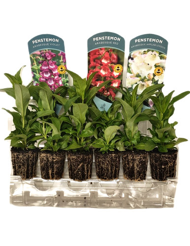 Perennial garden ready - perennial,