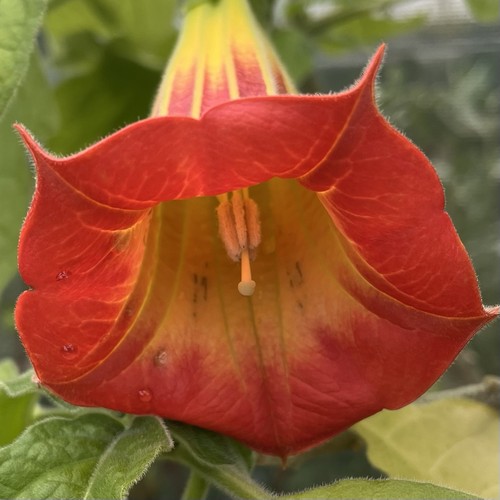 Brugmansia sanguinea red - brugmansia,