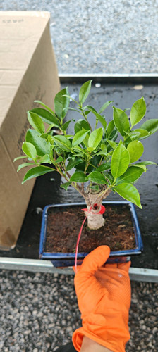 Banyan fig - banyan, retusa)