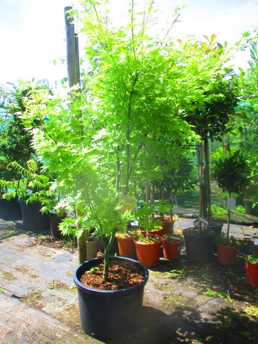 Large 5ft inc pot - 5.5ft,