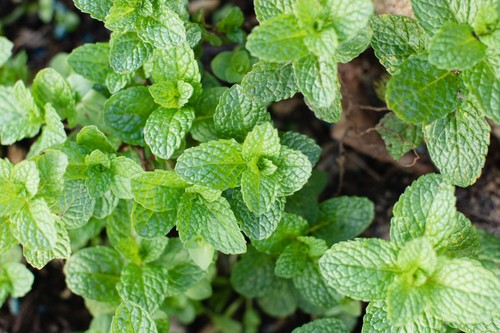 Sale mint plants various - ***sale***mint,
