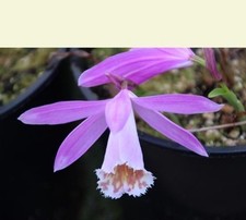 Pleione (Himalayan/ Orchid)