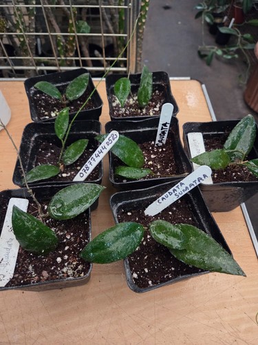 Hoya caudata sumatara small - caudata, sumatara,