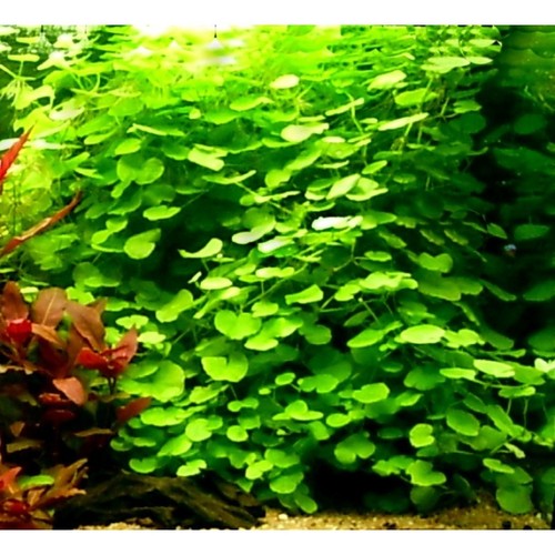 Hydrocotyle leucocephala - hydrocotyle,