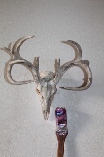 Whitetail deer mount taxidermy - whitetail,