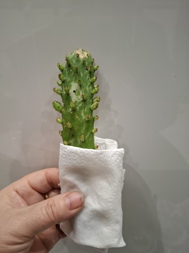 Variegated opuntia plant - opuntia,