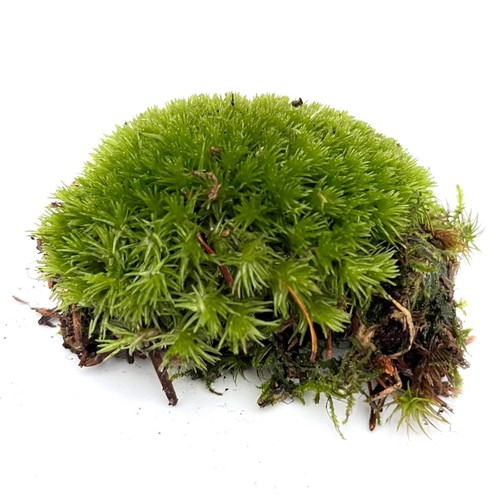 Live cushion moss - live,