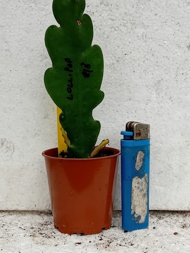 Epiphyllum lollipop rooted - epiphyllum,