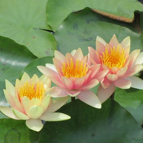 Paul harriott dwarf small pond - harriott,