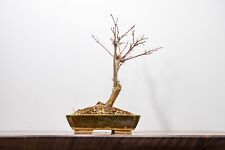Deshojo Japanese Maple Bonsai