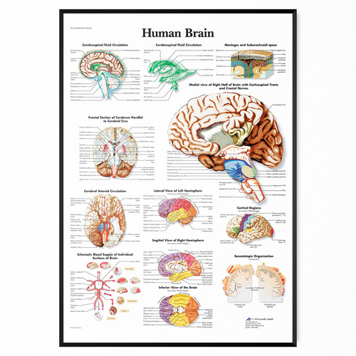 Anatomy the brain - anatomy,