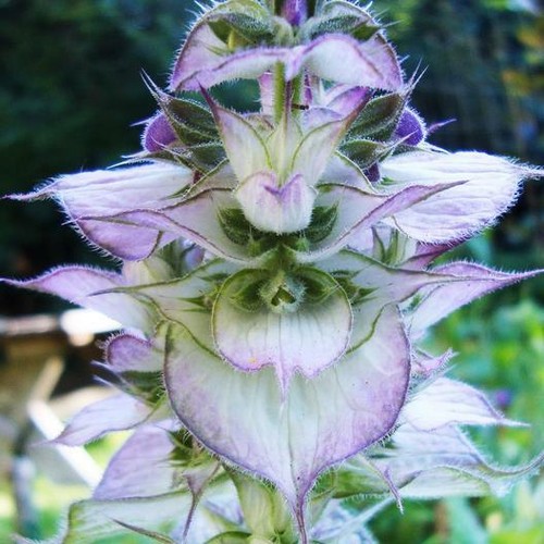 Clary sage bluish white - bluish,