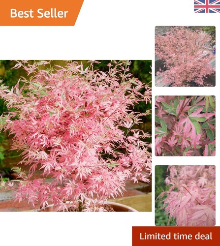 Acer palmatum taylor hardy - acer,