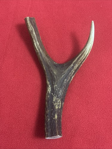 One piece deer antler y - one, of