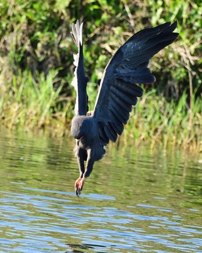 Photograph snail kite - photograph,