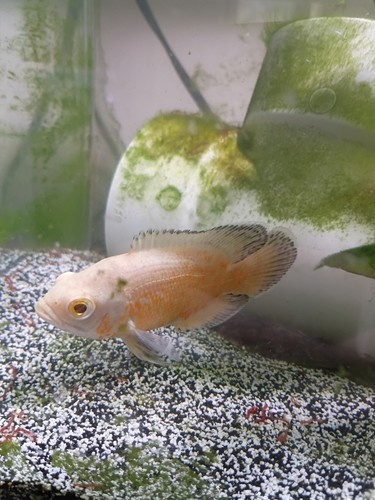 Oscar male - (4-5,