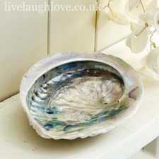 Abalone Shell Trinket & Soap Dish