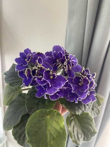 African violets two baby - african,
