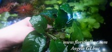 Anubias Barteri Barteri Mother XL Plants 15 Leaf Rhizome 7/10cm(2years)
