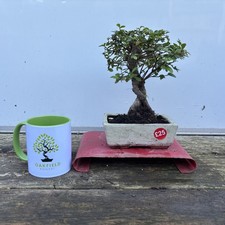 Chinese Elm 25cm. Oakfieldbonsai. Bonsai Tree Indoor