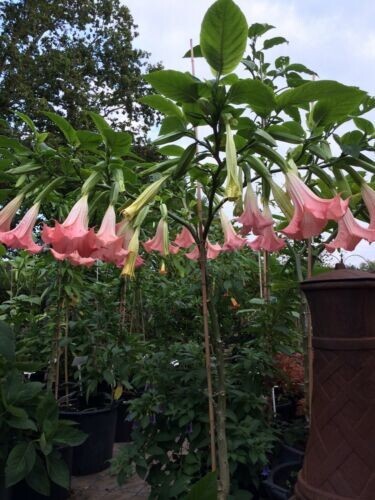 Brugmansia suaveolens pink - brugmansia,