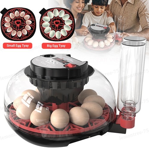 Eggs incubator automatic - eggs,